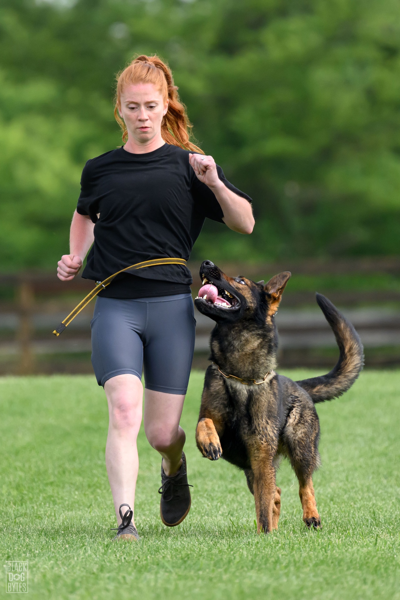 Courtney running heelwork with a focused German Shepherd