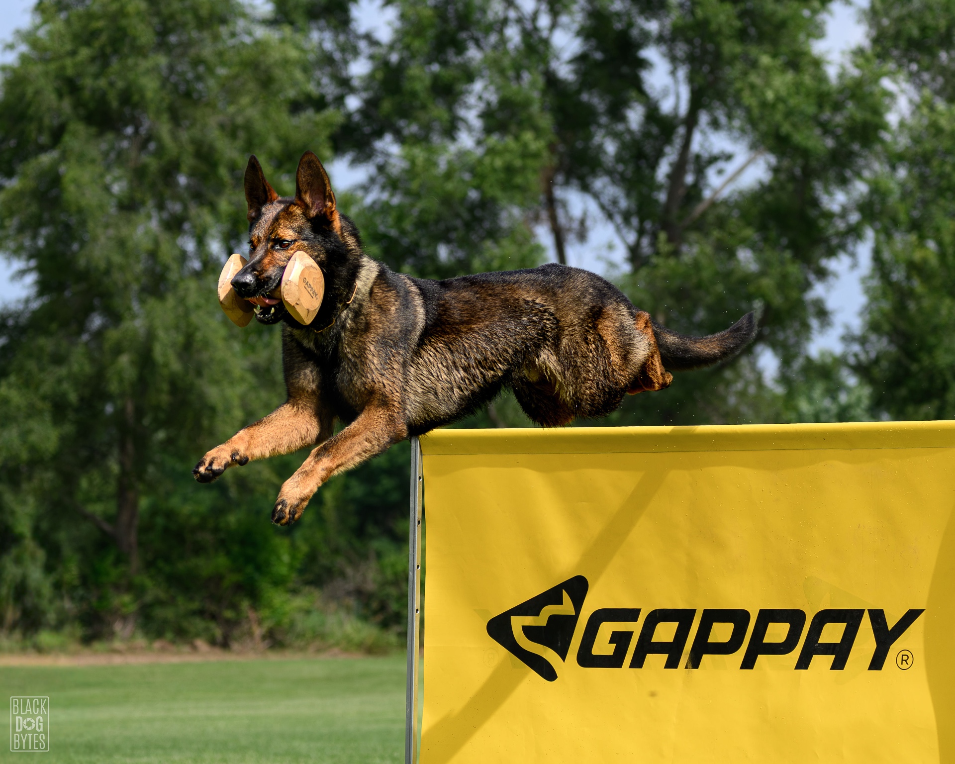 A German Shepherd clearing a jump with a dumbbell during obedience work in Ottawa
