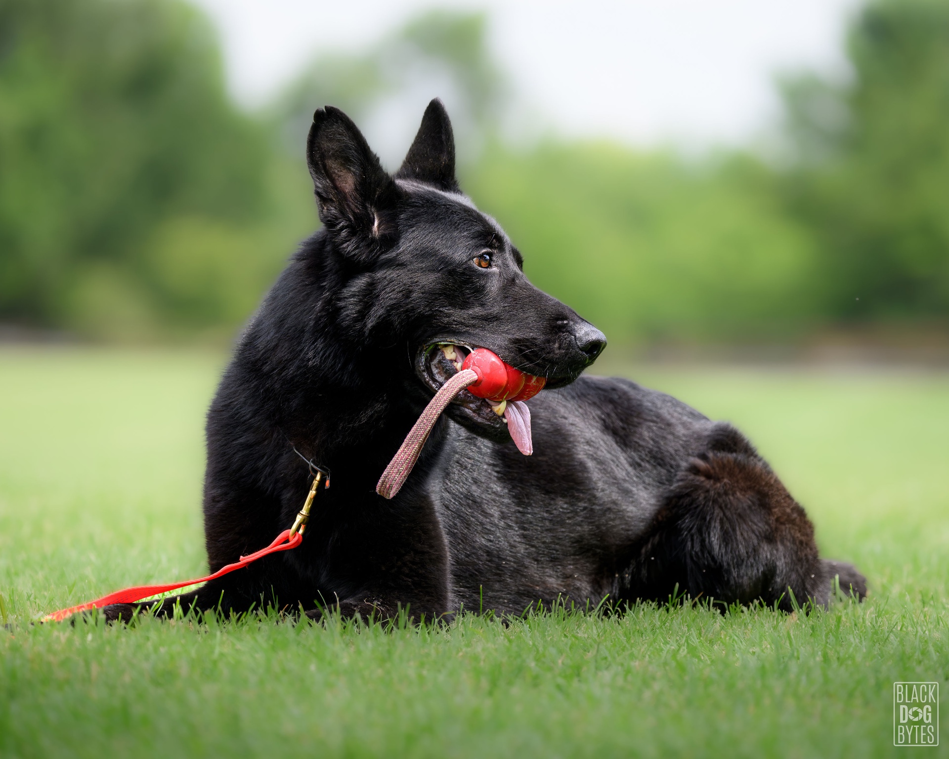 A black shepherd holding a reward ball on a long line